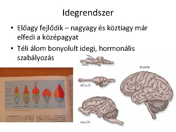 Idegrendszer • Előagy fejlődik – nagyagy és köztiagy már elfedi a középagyat • Téli