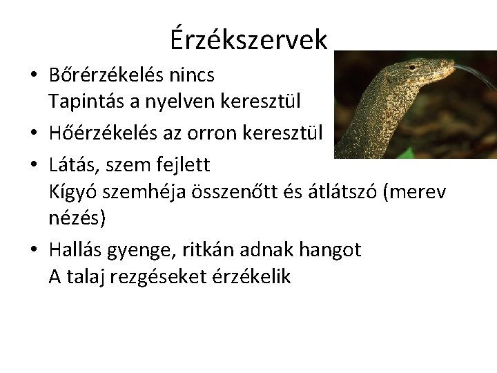 Érzékszervek • Bőrérzékelés nincs Tapintás a nyelven keresztül • Hőérzékelés az orron keresztül •