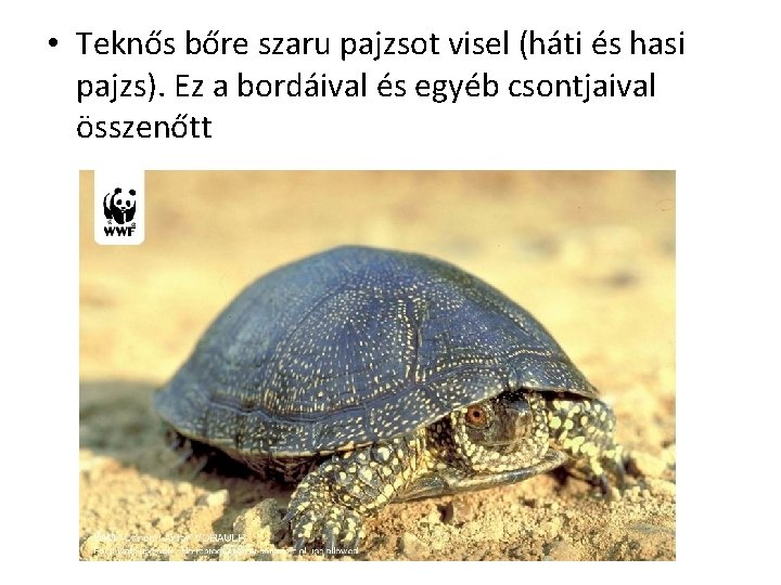  • Teknős bőre szaru pajzsot visel (háti és hasi pajzs). Ez a bordáival