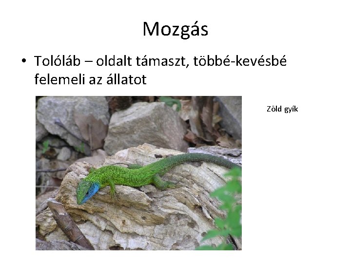 Mozgás • Tolóláb – oldalt támaszt, többé-kevésbé felemeli az állatot Zöld gyík 