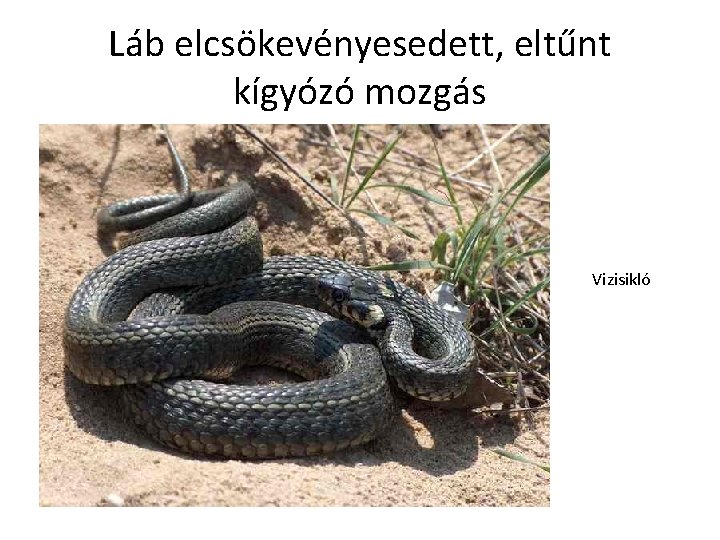 Láb elcsökevényesedett, eltűnt kígyózó mozgás Vizisikló 