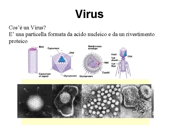 Virus Cos’è un Virus? E’ una particella formata da acido nucleico e da un