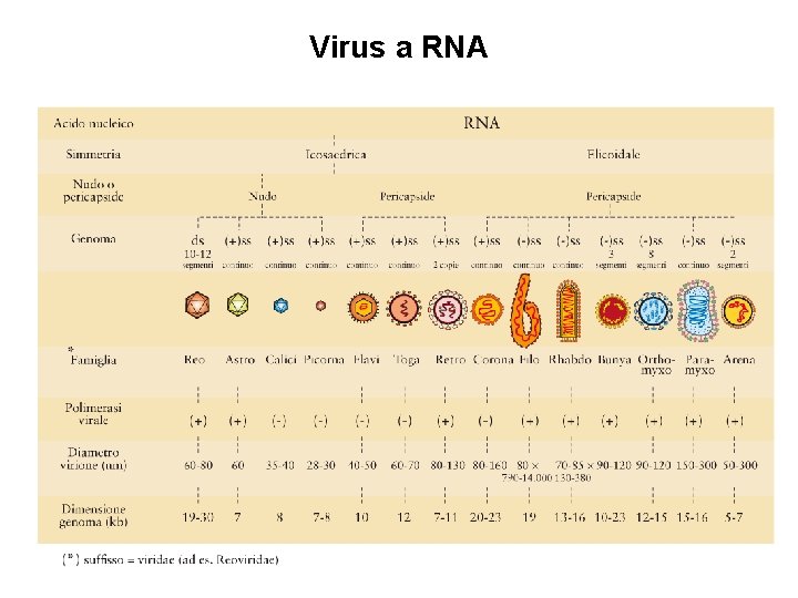 Virus a RNA 