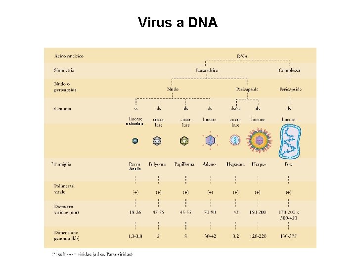 Virus a DNA o circolare Anello 