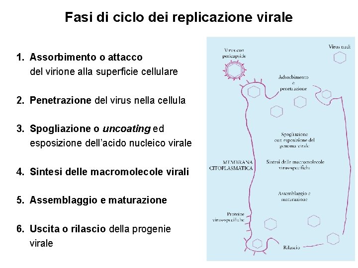 Fasi di ciclo dei replicazione virale 1. Assorbimento o attacco del virione alla superficie