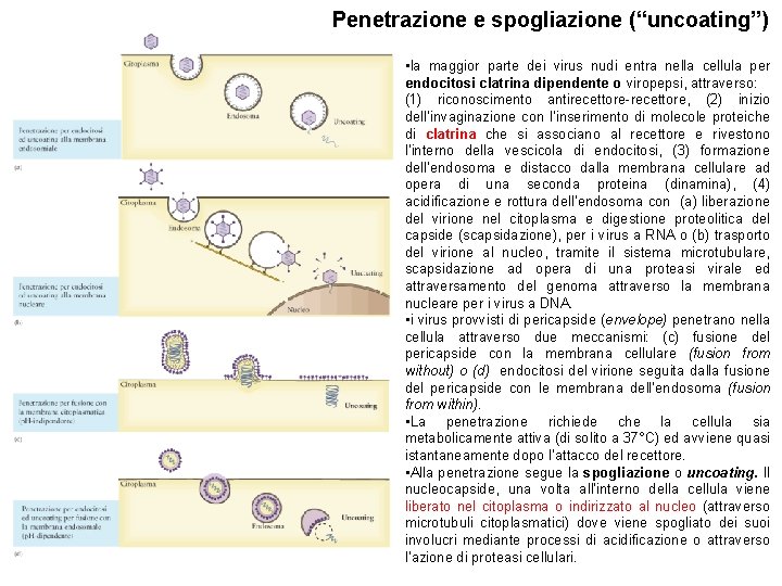 Penetrazione e spogliazione (“uncoating”) • la maggior parte dei virus nudi entra nella cellula