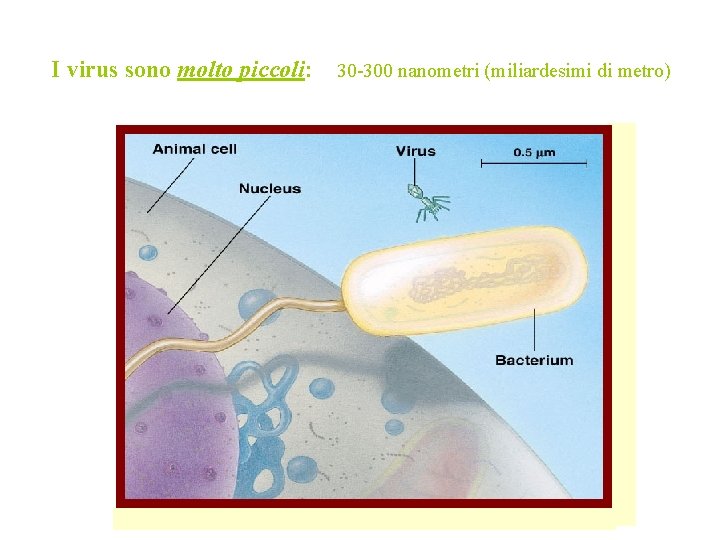 I virus sono molto piccoli: 30 -300 nanometri (miliardesimi di metro) 