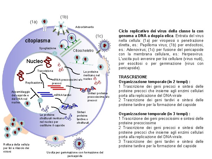    (1 b) (1 a) Adsorbimento (1 c) citoplasma Spogliazione Citoscheletro Nucleo Trascrizione