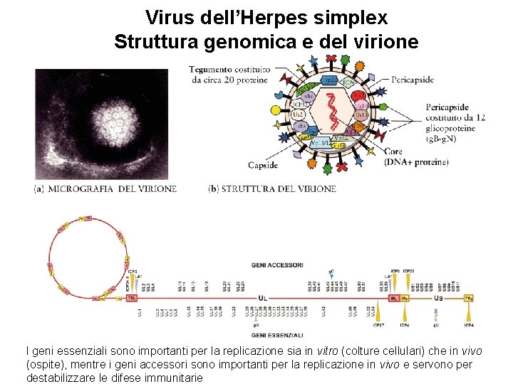 Virus dell’Herpes simplex Struttura genomica e del virione I geni essenziali sono importanti per