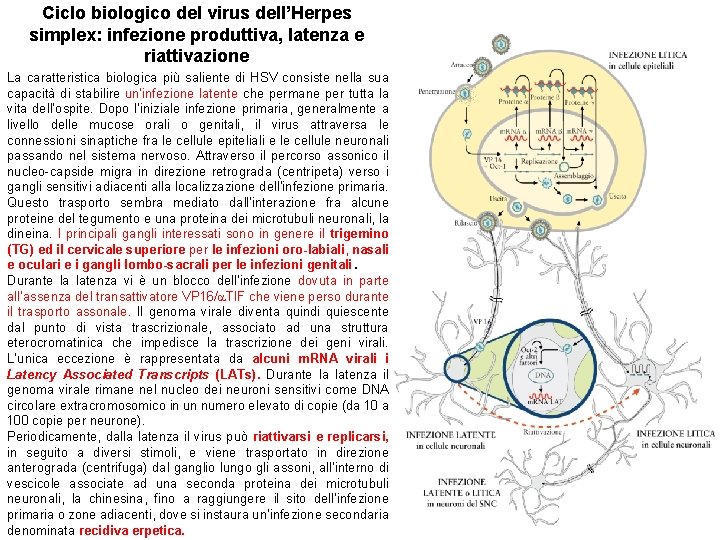 Ciclo biologico del virus dell’Herpes simplex: infezione produttiva, latenza e riattivazione La caratteristica biologica