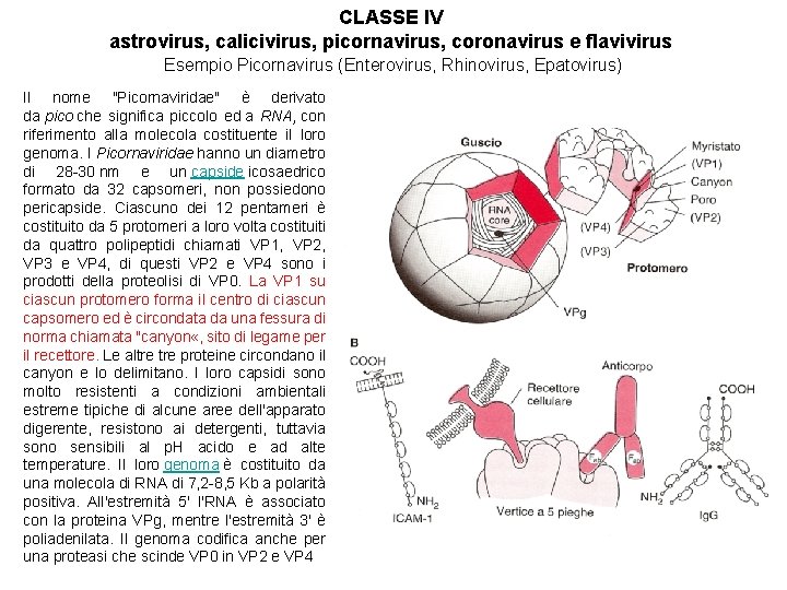 CLASSE IV astrovirus, calicivirus, picornavirus, coronavirus e flavivirus Esempio Picornavirus (Enterovirus, Rhinovirus, Epatovirus) Il