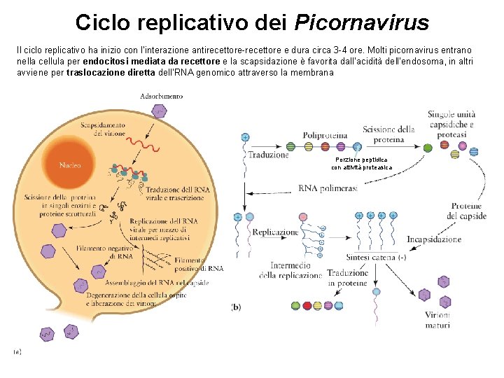 Ciclo replicativo dei Picornavirus Il ciclo replicativo ha inizio con l’interazione antirecettore-recettore e dura