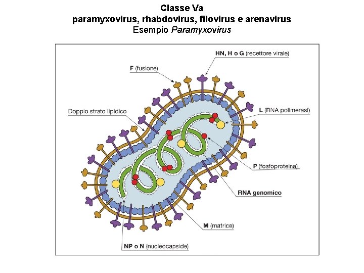 Classe Va paramyxovirus, rhabdovirus, filovirus e arenavirus Esempio Paramyxovirus 