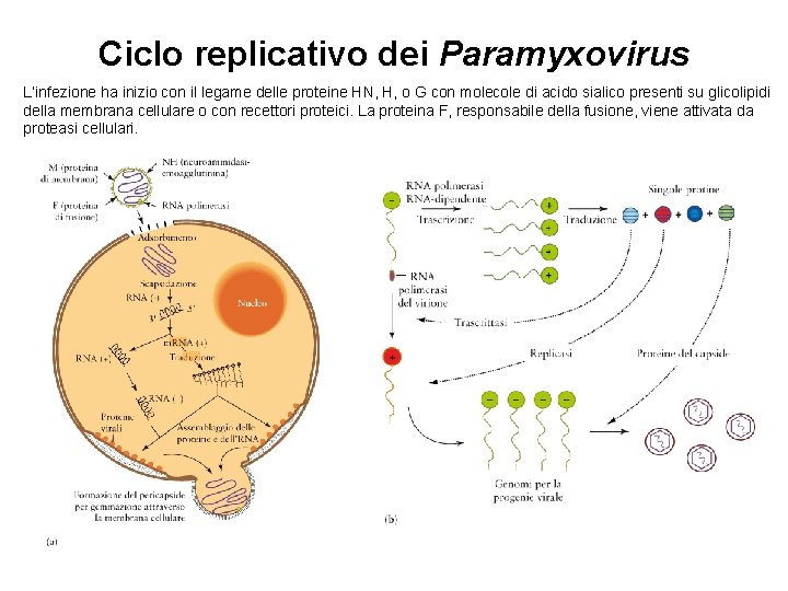 Ciclo replicativo dei Paramyxovirus L’infezione ha inizio con il legame delle proteine HN, H,