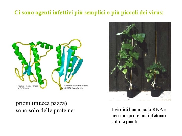 Ci sono agenti infettivi più semplici e più piccoli dei virus: prioni (mucca pazza)