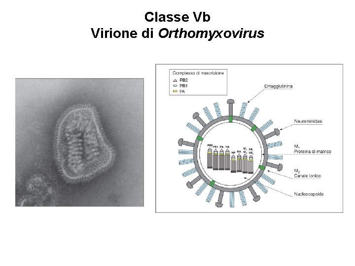 Classe Vb Virione di Orthomyxovirus 