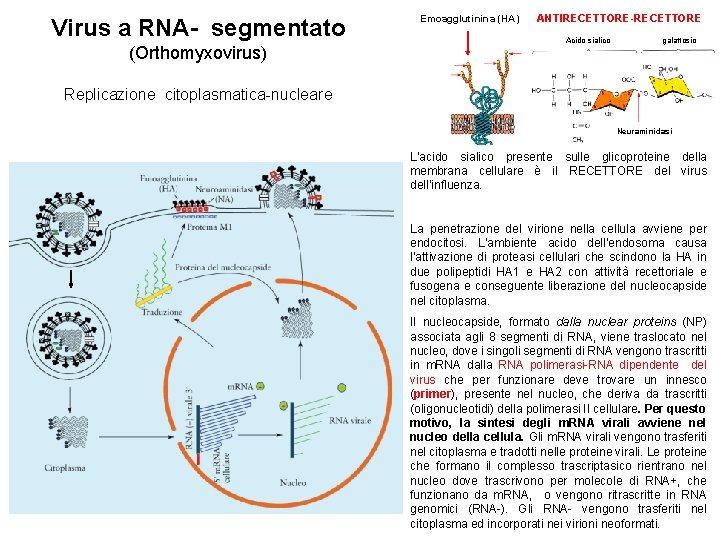 Virus a RNA- segmentato (Orthomyxovirus) Emoagglutinina (HA) ANTIRECETTORE-RECETTORE Acido sialico galattosio Replicazione citoplasmatica-nucleare Neuraminidasi