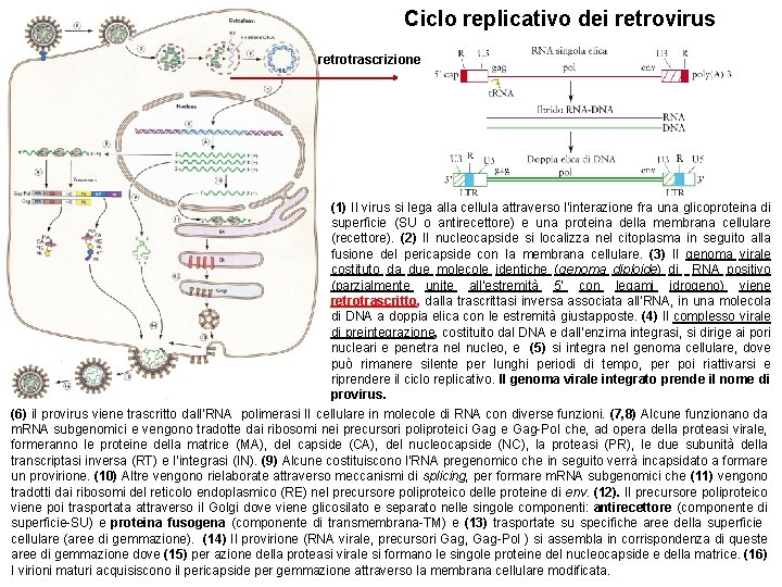 Ciclo replicativo dei retrovirus retrotrascrizione (1) Il virus si lega alla cellula attraverso l’interazione