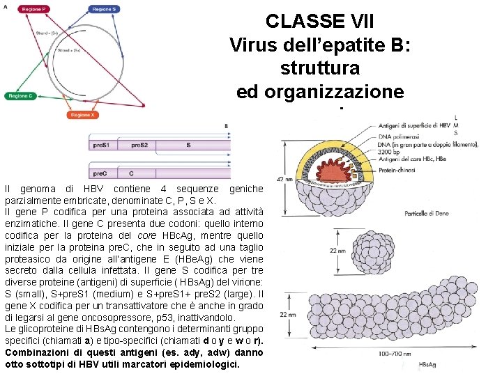 CLASSE VII Virus dell’epatite B: struttura ed organizzazione genomica Il genoma di HBV contiene