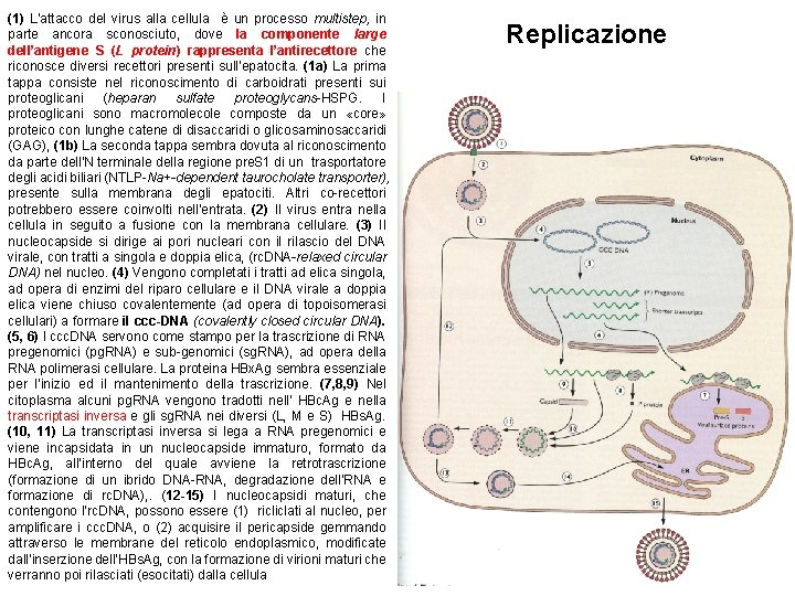 (1) L’attacco del virus alla cellula è un processo multistep, in parte ancora sconosciuto,