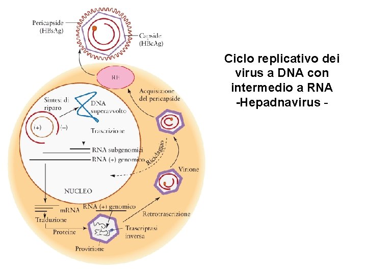 Ciclo replicativo dei virus a DNA con intermedio a RNA -Hepadnavirus - 