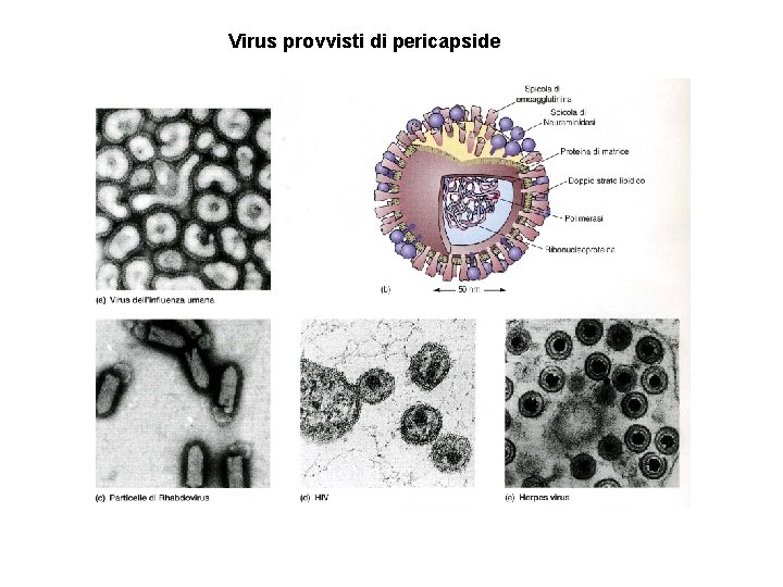 Virus provvisti di pericapside 