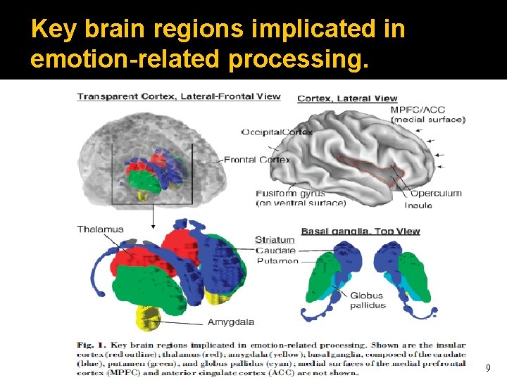 Key brain regions implicated in emotion-related processing. dmessinger@miami. edu 9 Key brain regions implicated in emotion-related processing. dmessinger@miami. edu 9