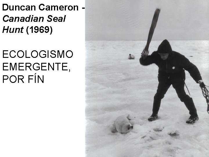 Duncan Cameron Canadian Seal Hunt (1969) ECOLOGISMO EMERGENTE, POR FÍN 