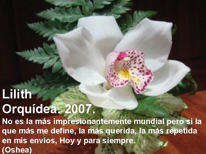 Lilith Orquídea. 2007. No es la más impresionantemente mundial pero si la que más