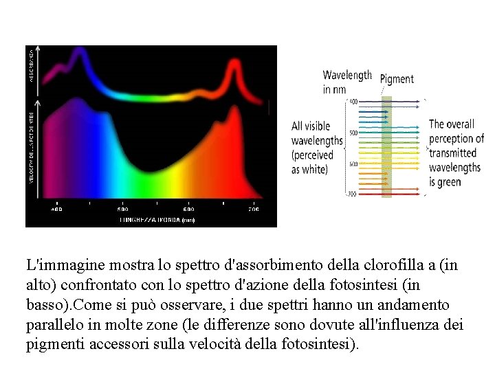 L'immagine mostra lo spettro d'assorbimento della clorofilla a (in alto) confrontato con lo spettro
