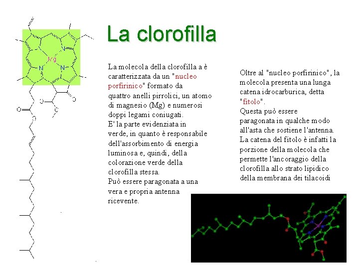 La clorofilla La molecola della clorofilla a è caratterizzata da un "nucleo porfirinico" formato