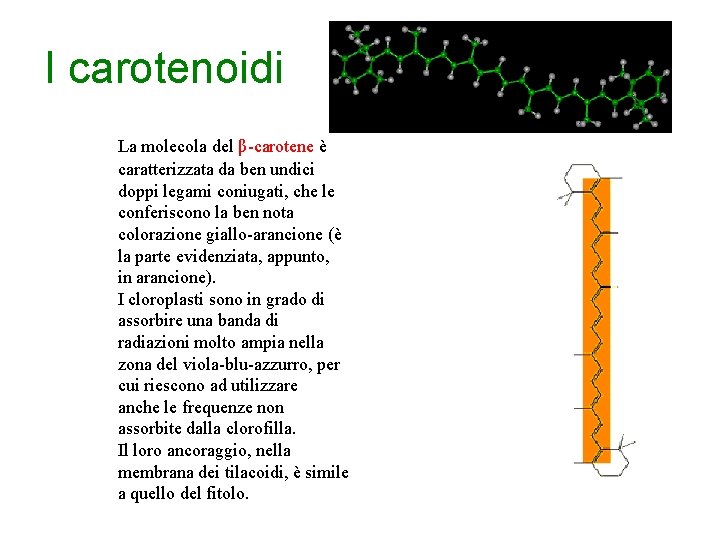 I carotenoidi La molecola del β-carotene è caratterizzata da ben undici doppi legami coniugati,