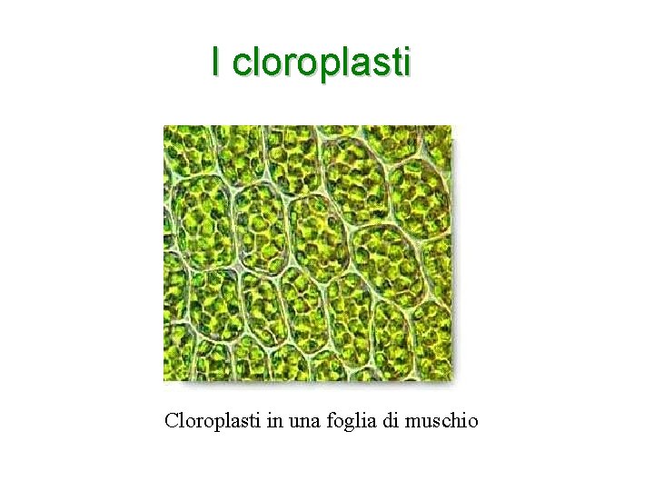 I cloroplasti Cloroplasti in una foglia di muschio 