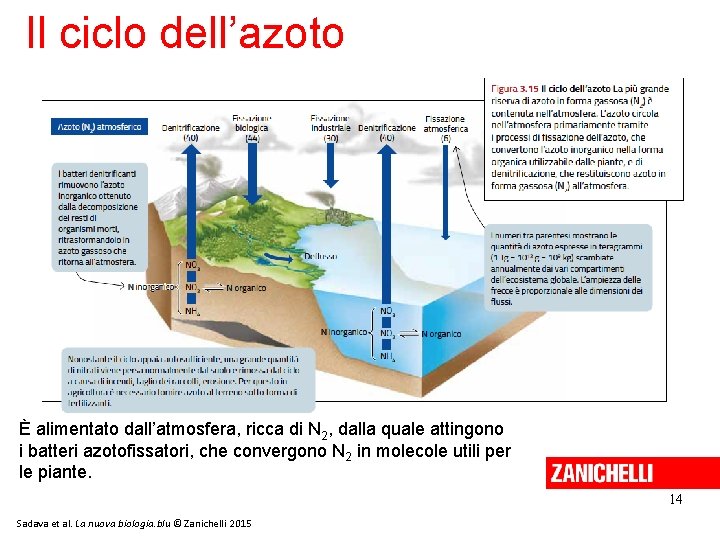 Il ciclo dell’azoto È alimentato dall’atmosfera, ricca di N 2, dalla quale attingono i Il ciclo dell’azoto È alimentato dall’atmosfera, ricca di N 2, dalla quale attingono i