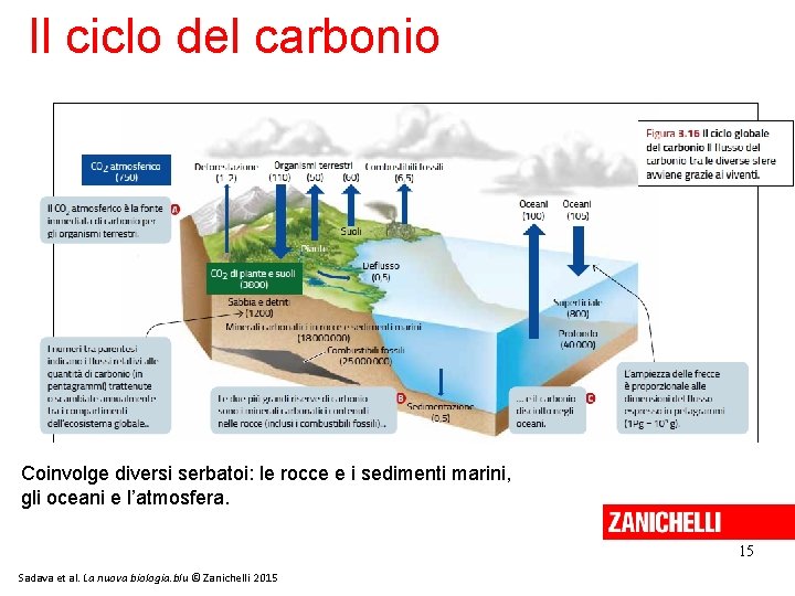 Il ciclo del carbonio Coinvolge diversi serbatoi: le rocce e i sedimenti marini, gli Il ciclo del carbonio Coinvolge diversi serbatoi: le rocce e i sedimenti marini, gli