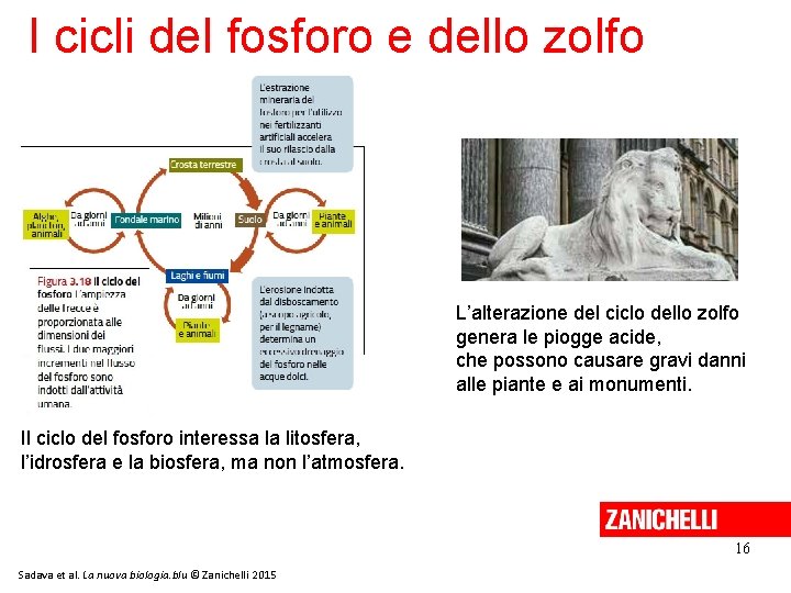 I cicli del fosforo e dello zolfo L’alterazione del ciclo dello zolfo genera le I cicli del fosforo e dello zolfo L’alterazione del ciclo dello zolfo genera le