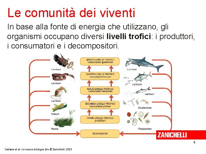 Le comunità dei viventi In base alla fonte di energia che utilizzano, gli organismi Le comunità dei viventi In base alla fonte di energia che utilizzano, gli organismi
