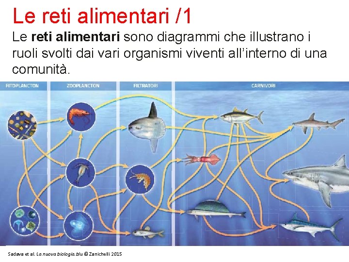 Le reti alimentari /1 Le reti alimentari sono diagrammi che illustrano i ruoli svolti Le reti alimentari /1 Le reti alimentari sono diagrammi che illustrano i ruoli svolti