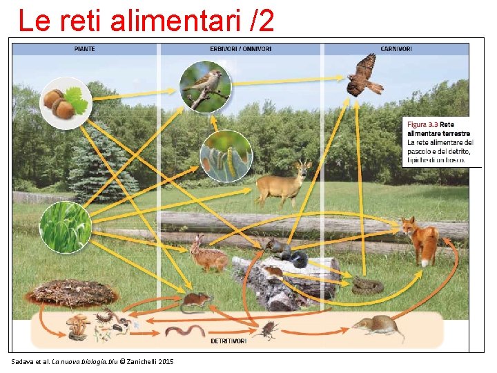 Le reti alimentari /2 Sadava et al. La nuova biologia. blu © Zanichelli 2015 Le reti alimentari /2 Sadava et al. La nuova biologia. blu © Zanichelli 2015