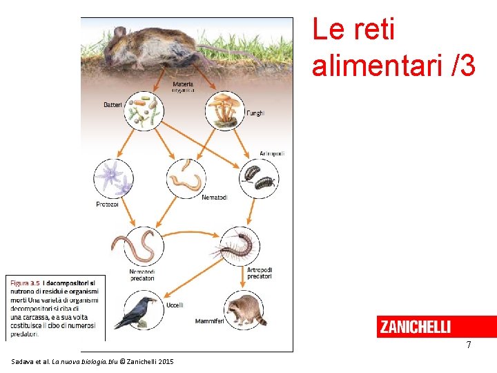 Le reti alimentari /3 7 Sadava et al. La nuova biologia. blu © Zanichelli Le reti alimentari /3 7 Sadava et al. La nuova biologia. blu © Zanichelli