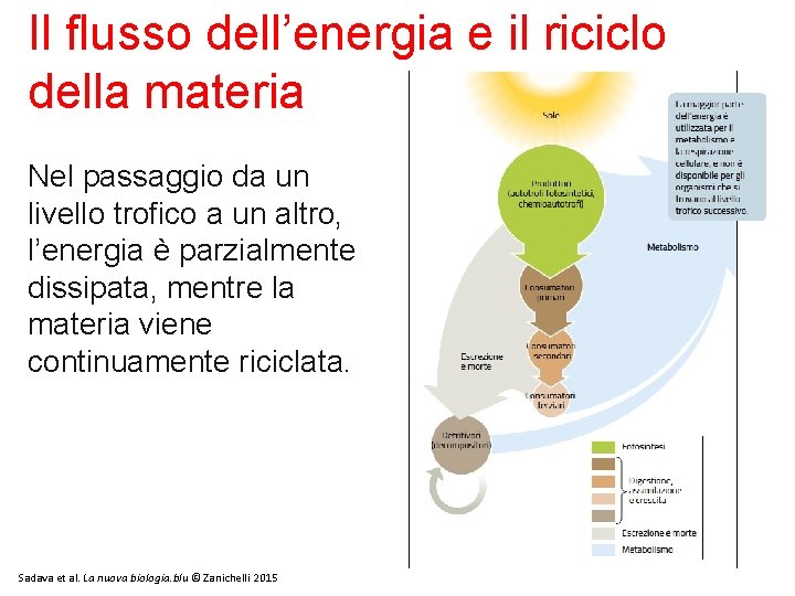 Il flusso dell’energia e il riciclo della materia Nel passaggio da un livello trofico Il flusso dell’energia e il riciclo della materia Nel passaggio da un livello trofico
