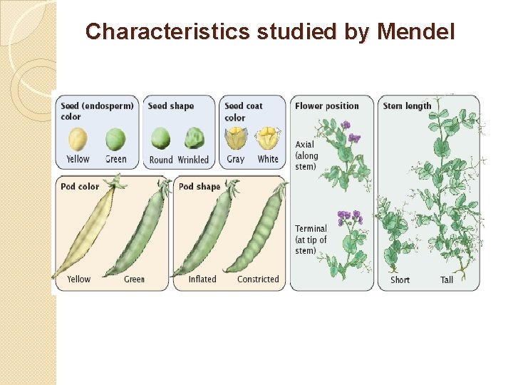 Characteristics studied by Mendel 