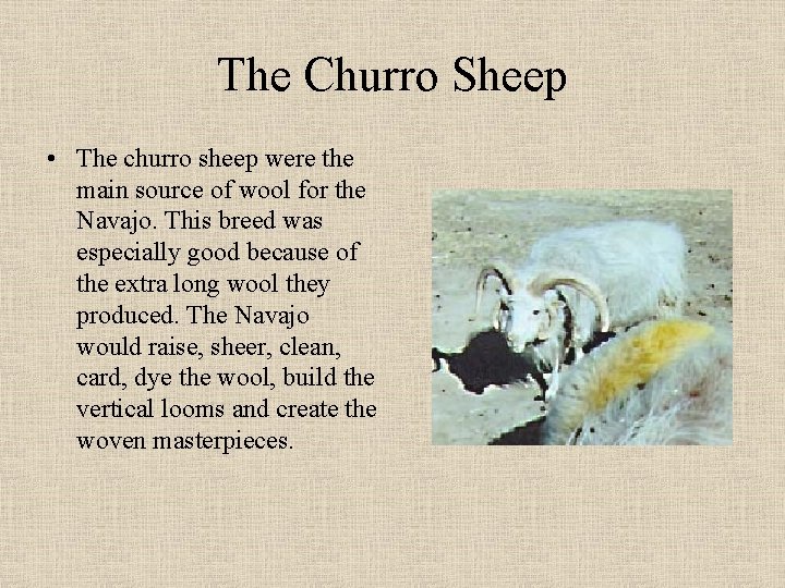 The Churro Sheep • The churro sheep were the main source of wool for