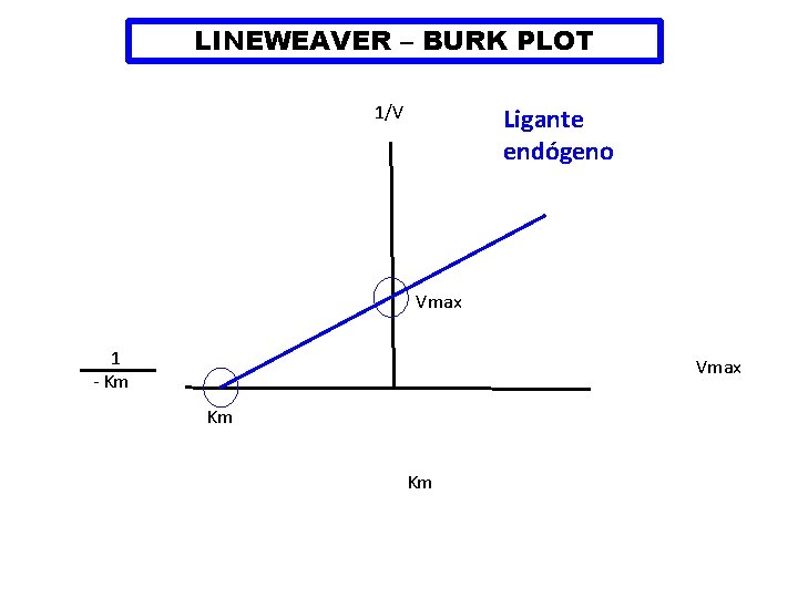 LINEWEAVER – BURK PLOT 1/V Ligante endógeno Vmax 1 - Km Vmax Km Km
