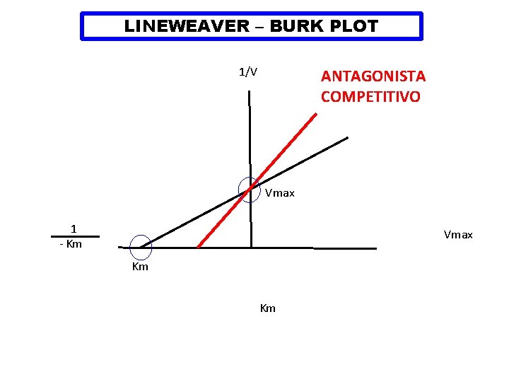 LINEWEAVER – BURK PLOT 1/V ANTAGONISTA COMPETITIVO Vmax 1 - Km Vmax Km Km