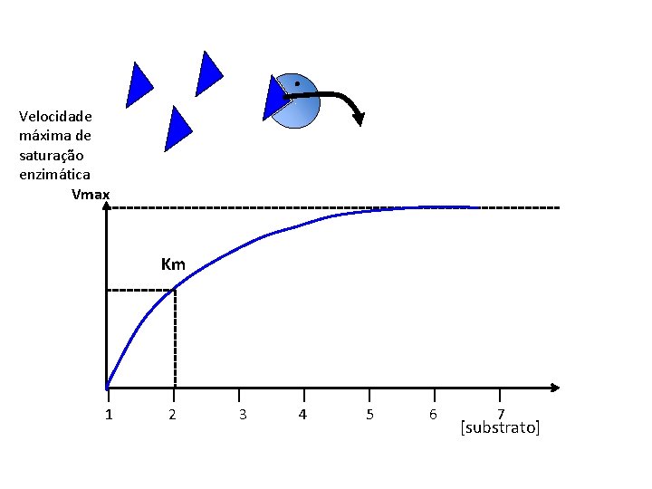 Velocidade máxima de saturação enzimática Vmax Km | 1 | 2 | 3 |