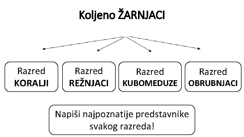 Koljeno ŽARNJACI Razred KORALJI Razred REŽNJACI Razred KUBOMEDUZE Razred OBRUBNJACI Napiši najpoznatije predstavnike svakog