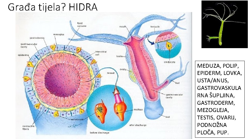 Građa tijela? HIDRA MEDUZA, POLIP, EPIDERM, LOVKA, USTA/ANUS, GASTROVASKULA RNA ŠUPLJINA, GASTRODERM, MEZOGLEJA, TESTIS,