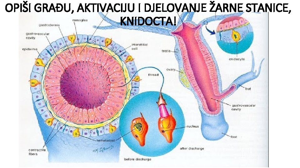 OPIŠI GRAĐU, AKTIVACIJU I DJELOVANJE ŽARNE STANICE, KNIDOCTA! 