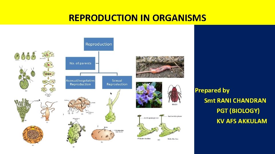 REPRODUCTION IN ORGANISMS Prepared by Smt RANI CHANDRAN PGT (BIOLOGY) KV AFS AKKULAM 